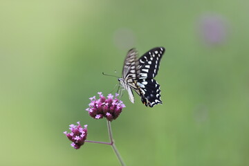 Butterfly sucking nectar from a purple flower.