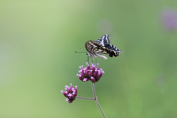 Butterfly sucking nectar from a purple flower.