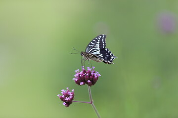 Butterfly sucking nectar from a purple flower.