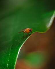 Naklejka premium macro of a fly