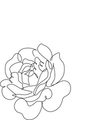 Rose line drawing. Rose line art
