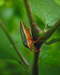 bug on a leaf