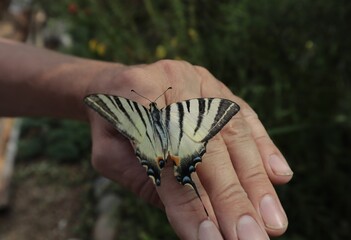 The admiral butterfly sits on a man's hand in the park.