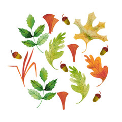 autumn set of leaves, chanterelles and acorns, hand-drawn watercolor isolated on a white background.