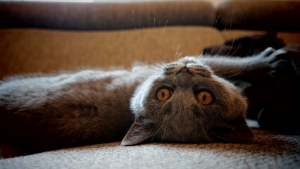 S&uuml;&szlig;e Kitten - auf dem R&uuml;cken liegende britisch Kurzhaar Katze