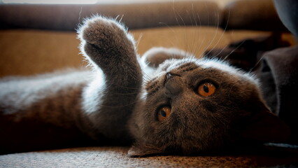 S&uuml;&szlig;e Kitten - spielende britisch Kurzhaar Katze 