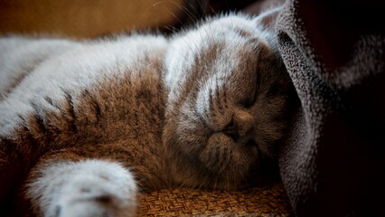 S&uuml;&szlig;e Kitten - schlafende britisch Kurzhaar Katze 