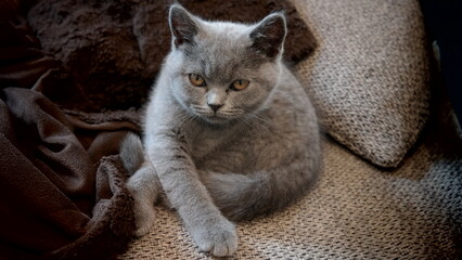 S&uuml;&szlig;e Kitten - grimmige und sitzende britisch Kurzhaar Katze 