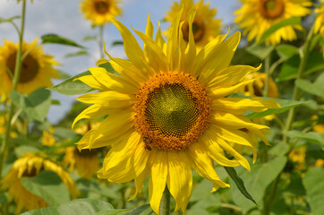 Fototapeta na wymiar Sonnenblume