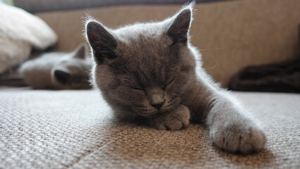 S&uuml;&szlig;e Kitten - schlafende britisch Kurzhaar Katze 