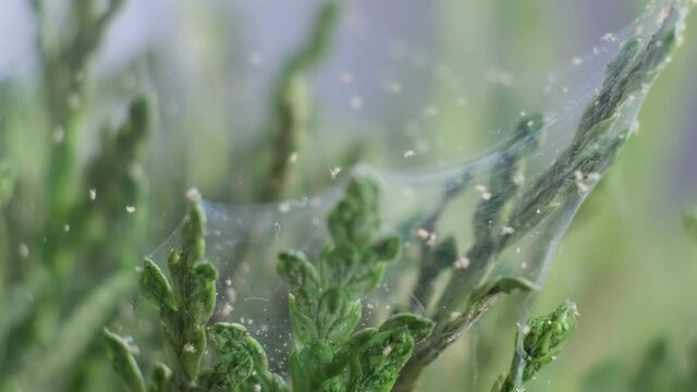 Close up shot of spider mite colony . Tetranychus urticae