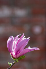 Pink magnolia flower on a sunny summer day on a blurred natural background. Soft selective focus. Floriculture, horticulture. - 452200867