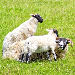 Lambs with mother