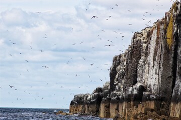 Cliff nesting birds