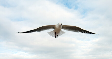 Fototapeta premium Seagull flying in the sky