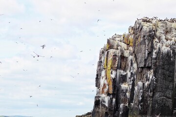 Farne Islands cliff