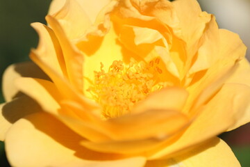Fototapeta na wymiar Rose jaune