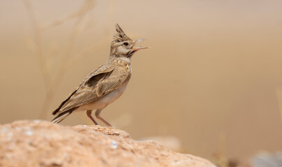 Very beautiful shot of the endangered Crested Lark bird in its natural environment ( Galerida cristata )
