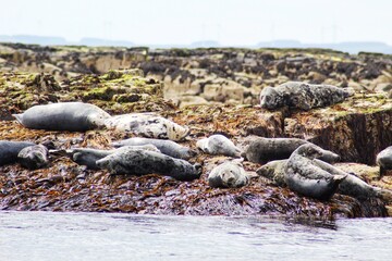 Sleeping Seals Farne Islands