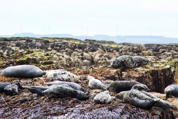 Seals Farne Islands