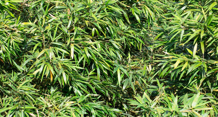 Fundo verde com folhas de bambu.
