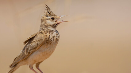 Very beautiful shot of the endangered Crested Lark bird in its natural environment ( Galerida cristata )
