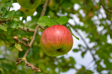 Apfel