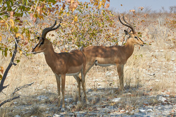 Two Impala antelopes (Aepyceros melampus) at Etosha National Park, Namibia