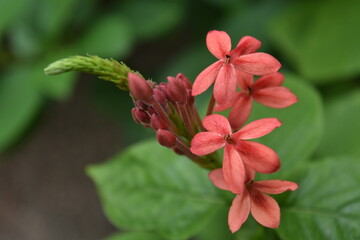 Obraz premium beautiful pictures