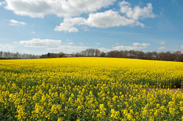 Obraz premium Summertime canola crops in the UK.
