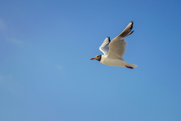 Fototapeta na wymiar The seagull flies quickly. One seabird is on a blue sky background.