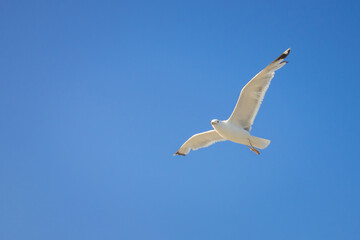 Fototapeta na wymiar The seagull flies with its wings spread wide. One seabird is on a blue sky background.