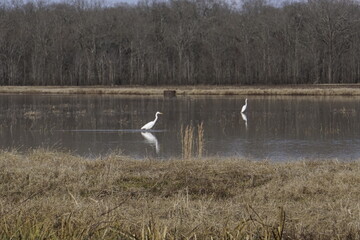 Egret Pool 