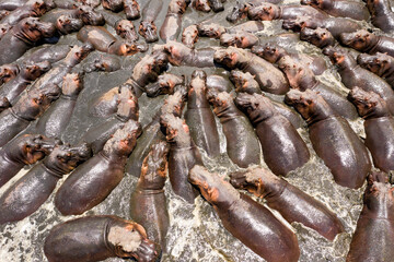 hippopotamus in water group