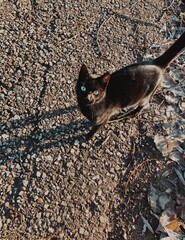 cat on the ground