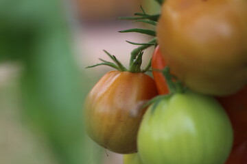 Tomate dans jardin en macro
