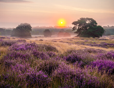 Die Westuper Heide bei Haltern im M&uuml;nsterland
