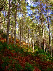 Obraz premium late summer forest