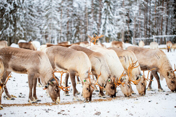 Reindeer farm in Lapland Finland