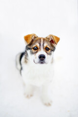 Husky puppy portrait