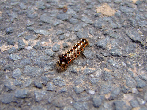 caterpillar