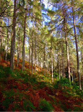 late summer forest