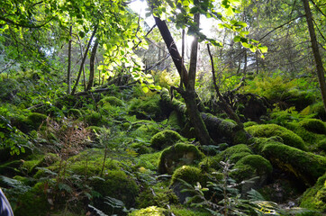 *Moos - Deutschland*