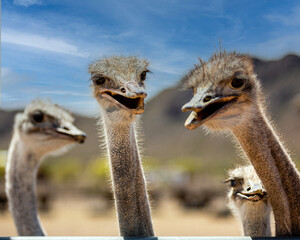 Hungry ostriches ready to take feed from your hand, if you dare.