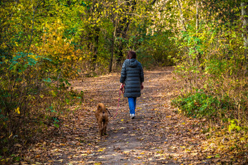 Fototapeta premium woman walking with her dog in the autumn forest