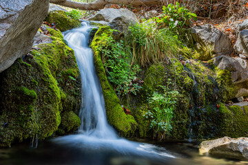 A rare waterfall oasis in the Huachuca mountains near Sierra Vista in southern Arizona.