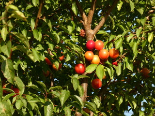 Mirabelle plum (Prunus domestica subsp. syriaca) - red mirabelle fruits and leaves, Gdansk, Poland