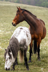 zwei freie Pferde fressen auf einer Weide