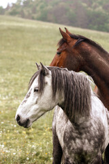 Fototapeta na wymiar zwei Pferde auf einer Weide, sehen in die selbe Richtung