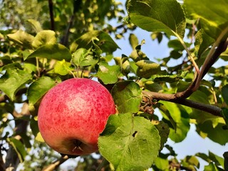 apples on tree